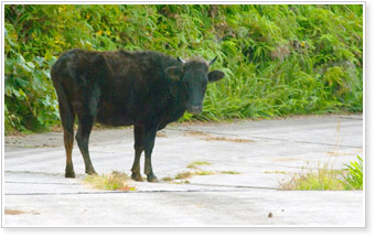 画像：通りすがりの牛