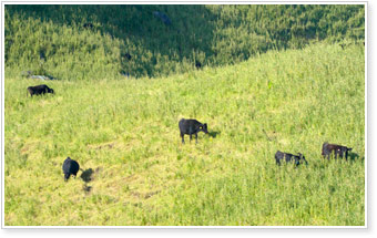 画像：牛たちの群れ